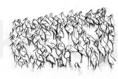 Storks